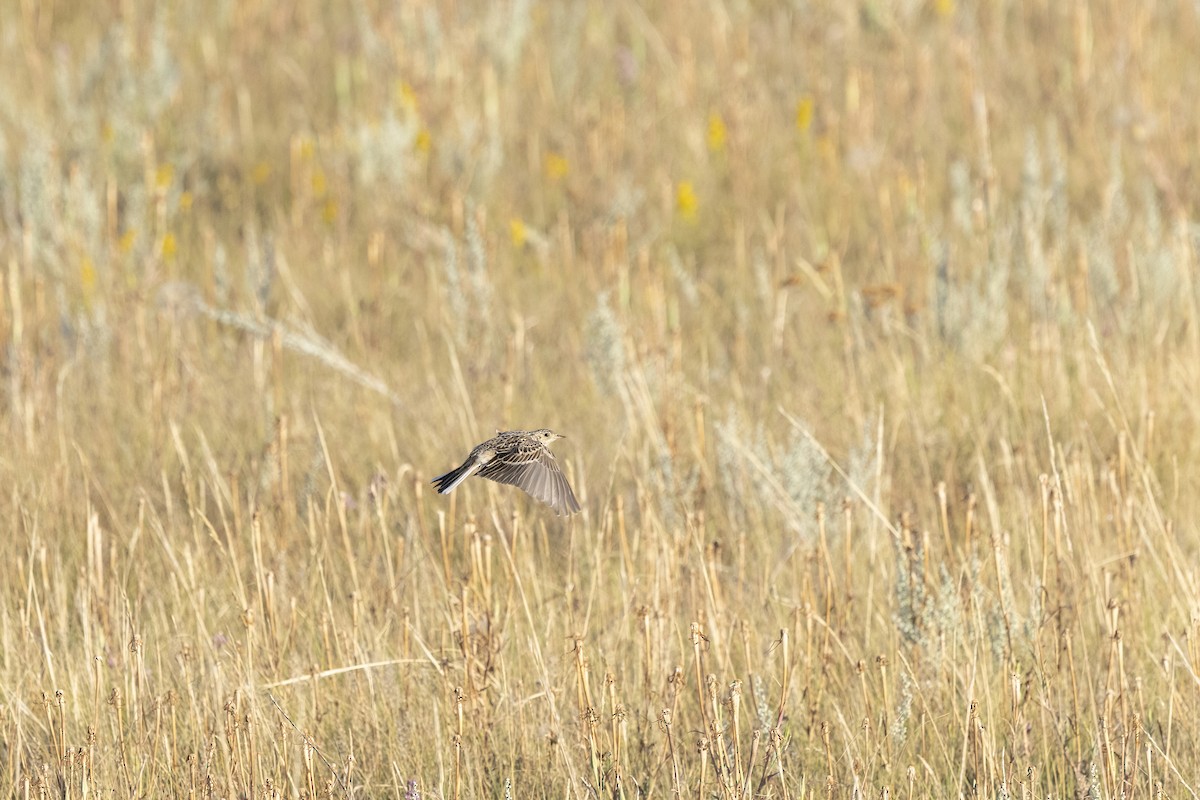 Sprague's Pipit - ML640362145