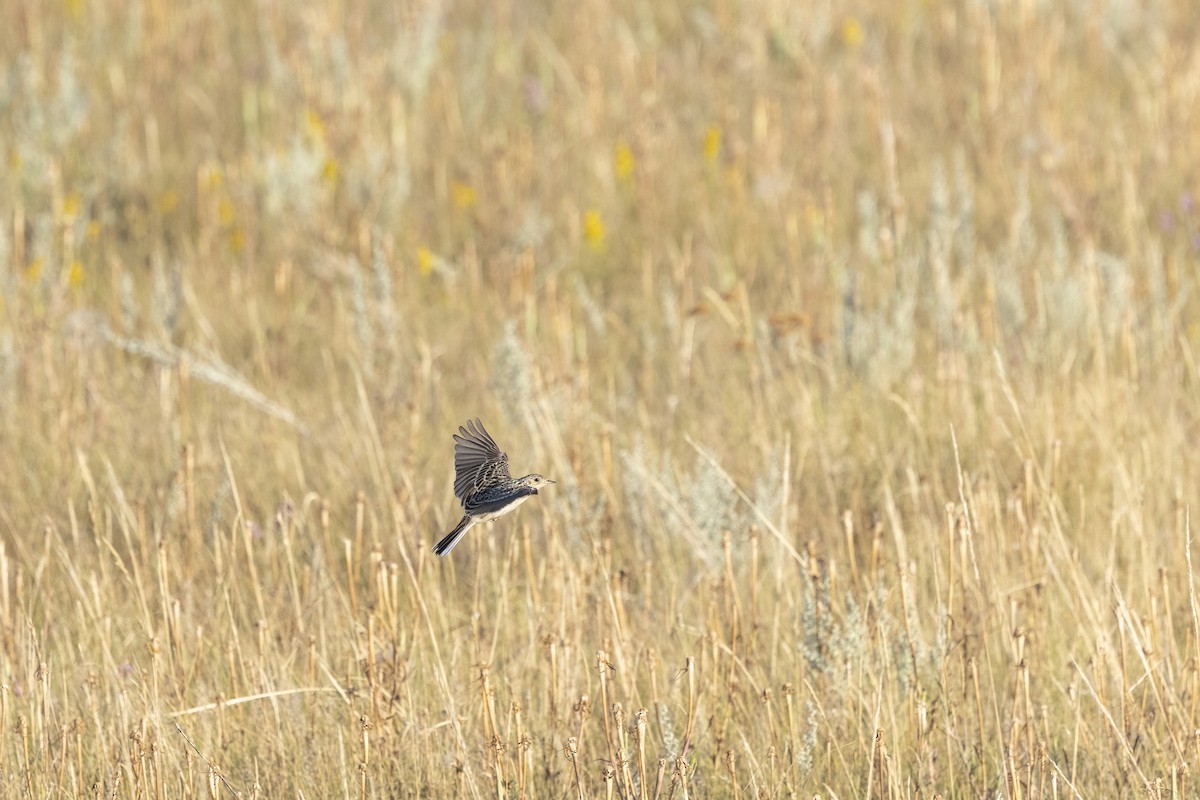 Sprague's Pipit - ML640362147