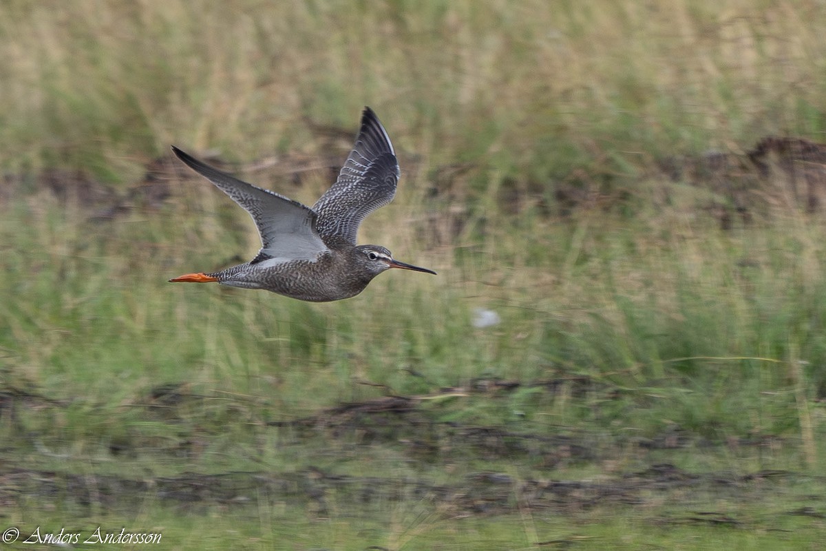 Spotted Redshank - ML640362148
