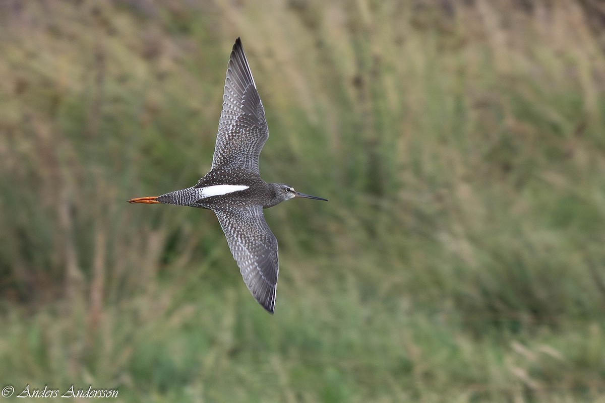 Spotted Redshank - ML640362151