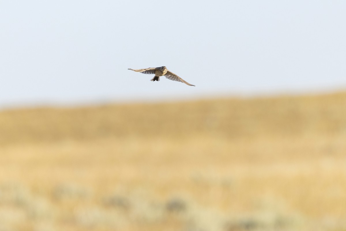 Sprague's Pipit - ML640362154