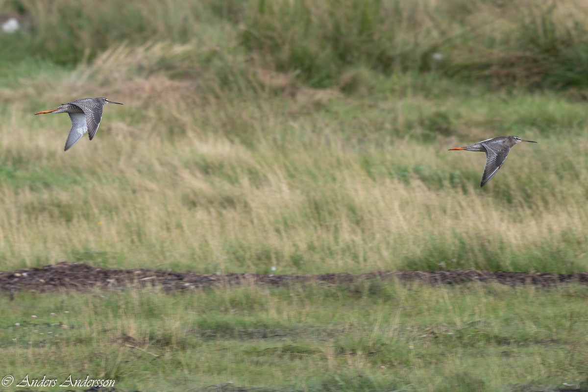 Spotted Redshank - ML640362155