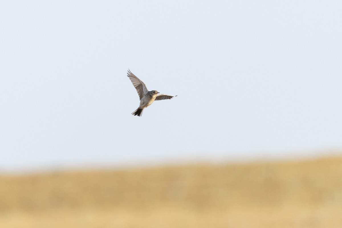 Sprague's Pipit - ML640362160