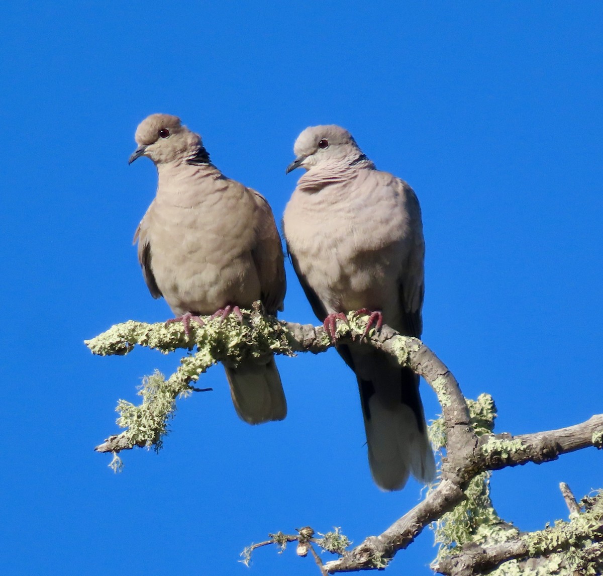 Буулгат хүүрзгэнэ - ML640362162