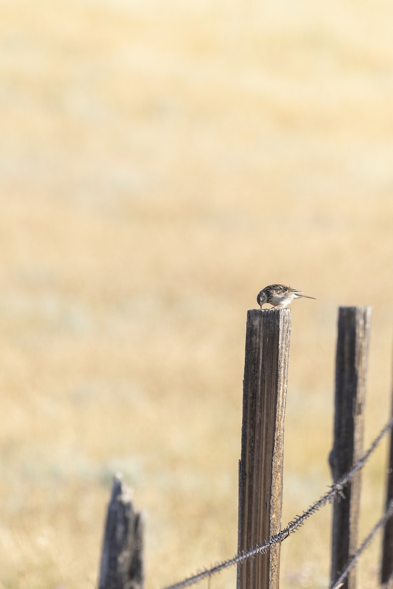 Sprague's Pipit - ML640362168