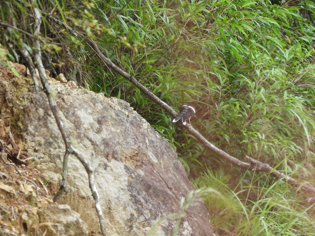 White-crowned Forktail - ML640362169