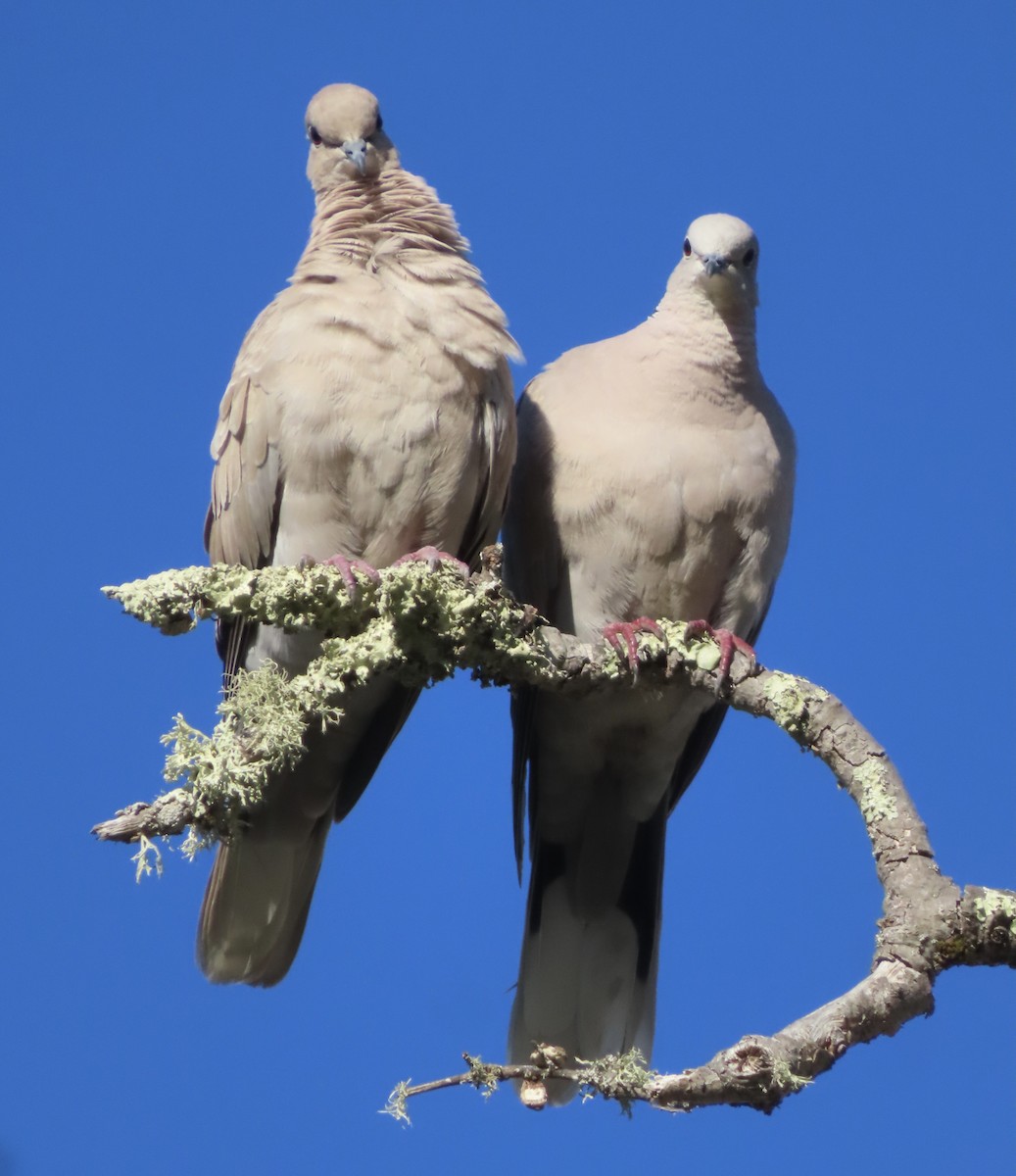 Буулгат хүүрзгэнэ - ML640362170