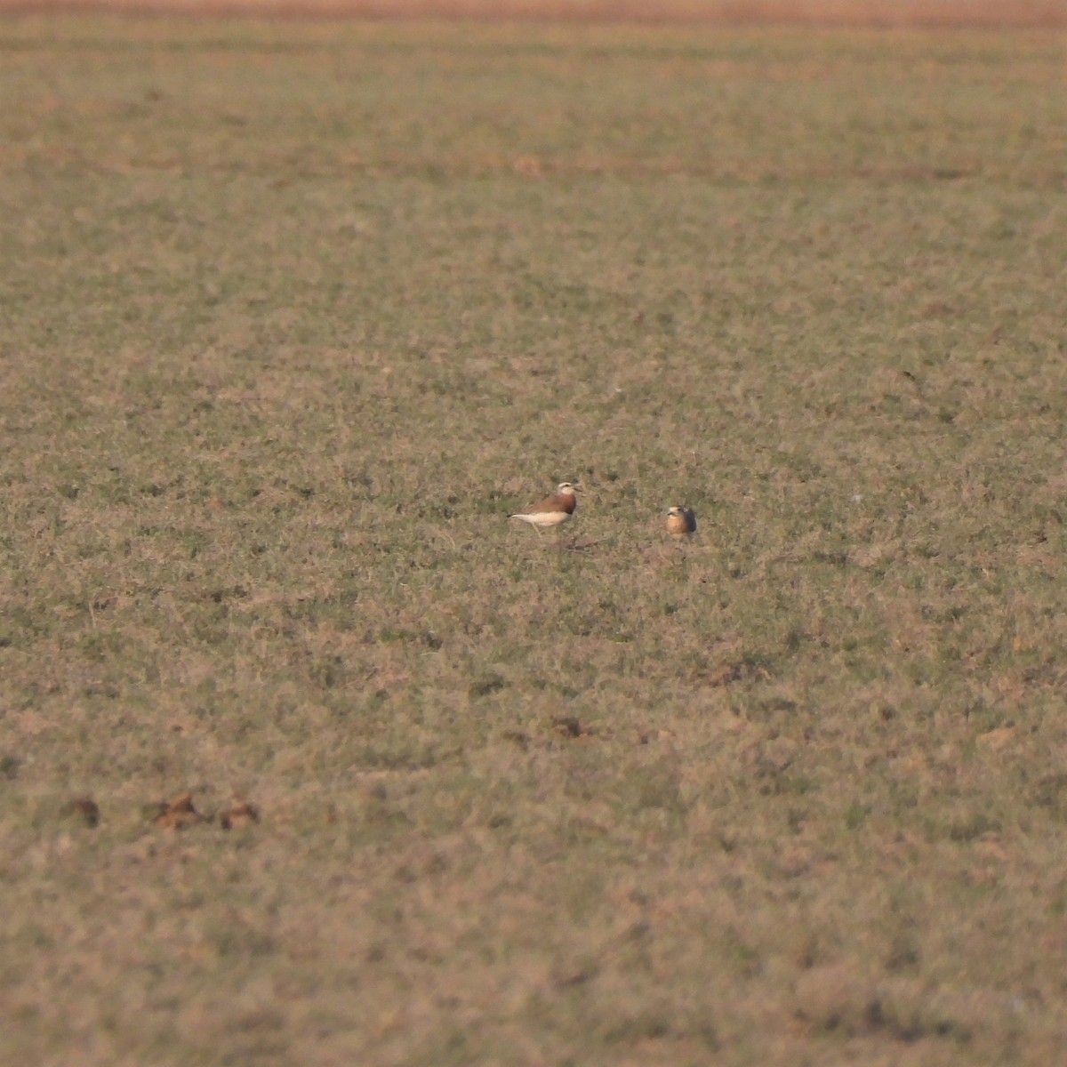 Caspian Plover - ML640362174
