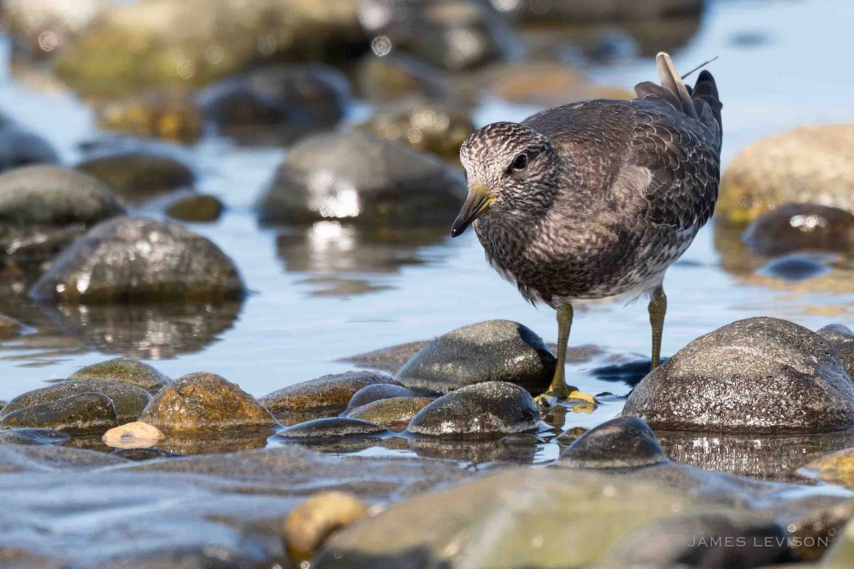 Surfbird - ML640362236
