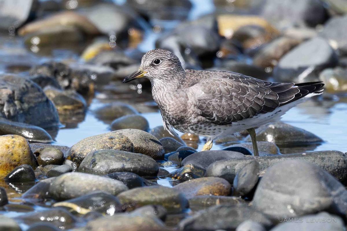 Surfbird - ML640362240