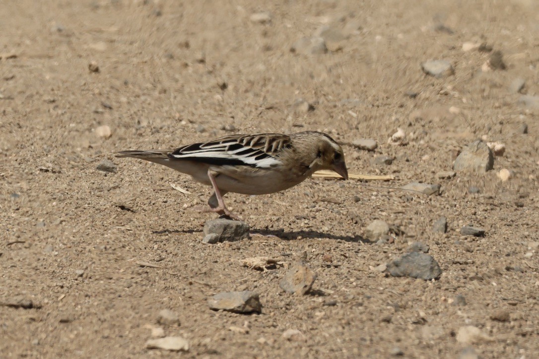 ハジロホウオウ - ML640362254