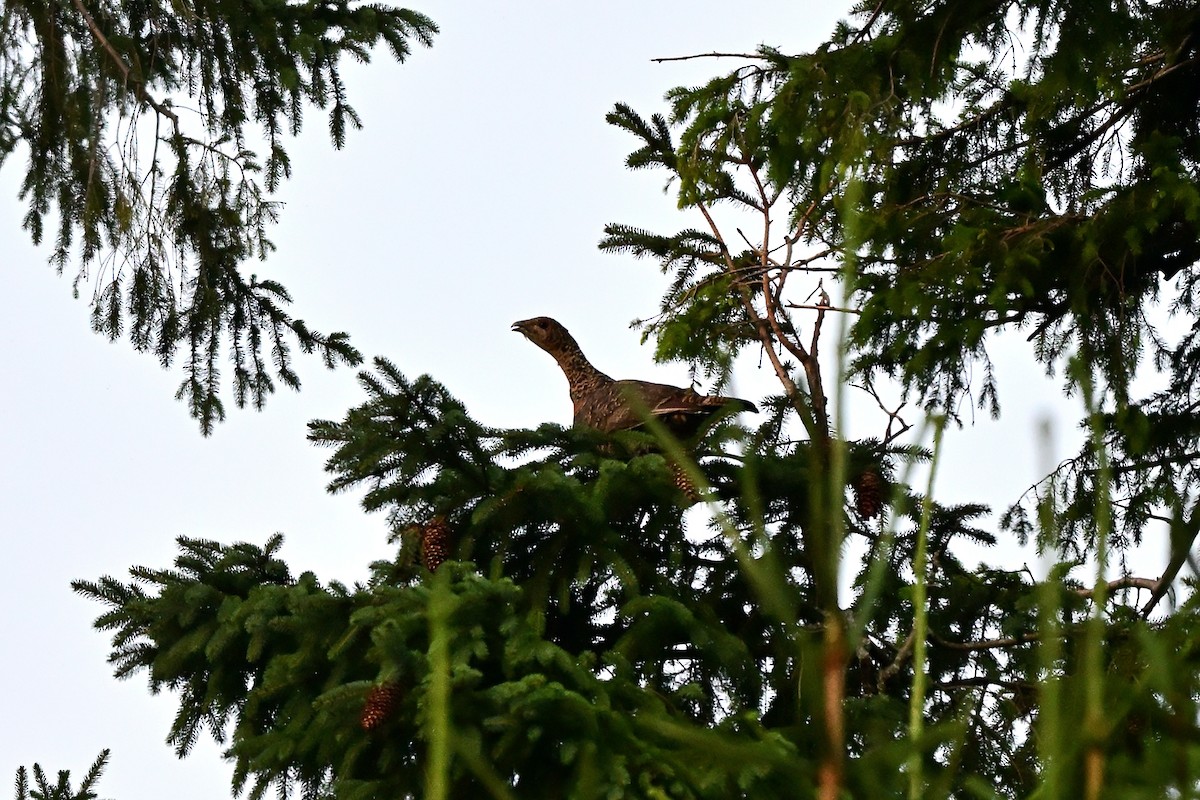 Basoilarra - ML640362291