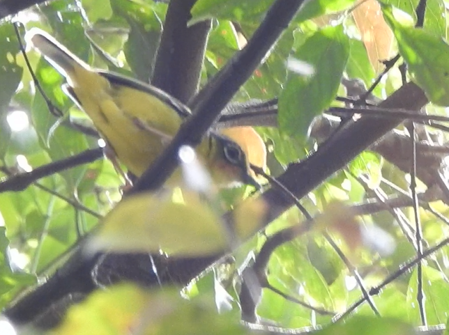 Black-eared Shrike-Babbler - ML640362294