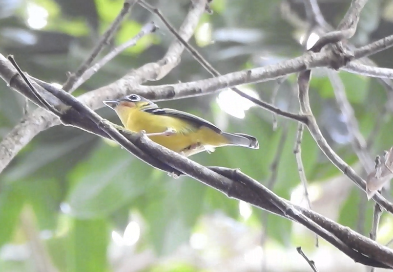Black-eared Shrike-Babbler - ML640362295