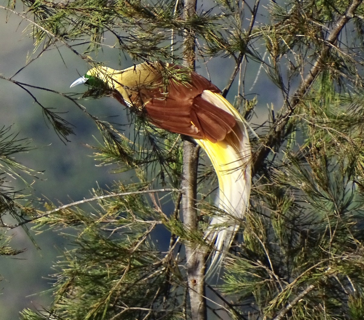 Kleinparadiesvogel - ML640362363