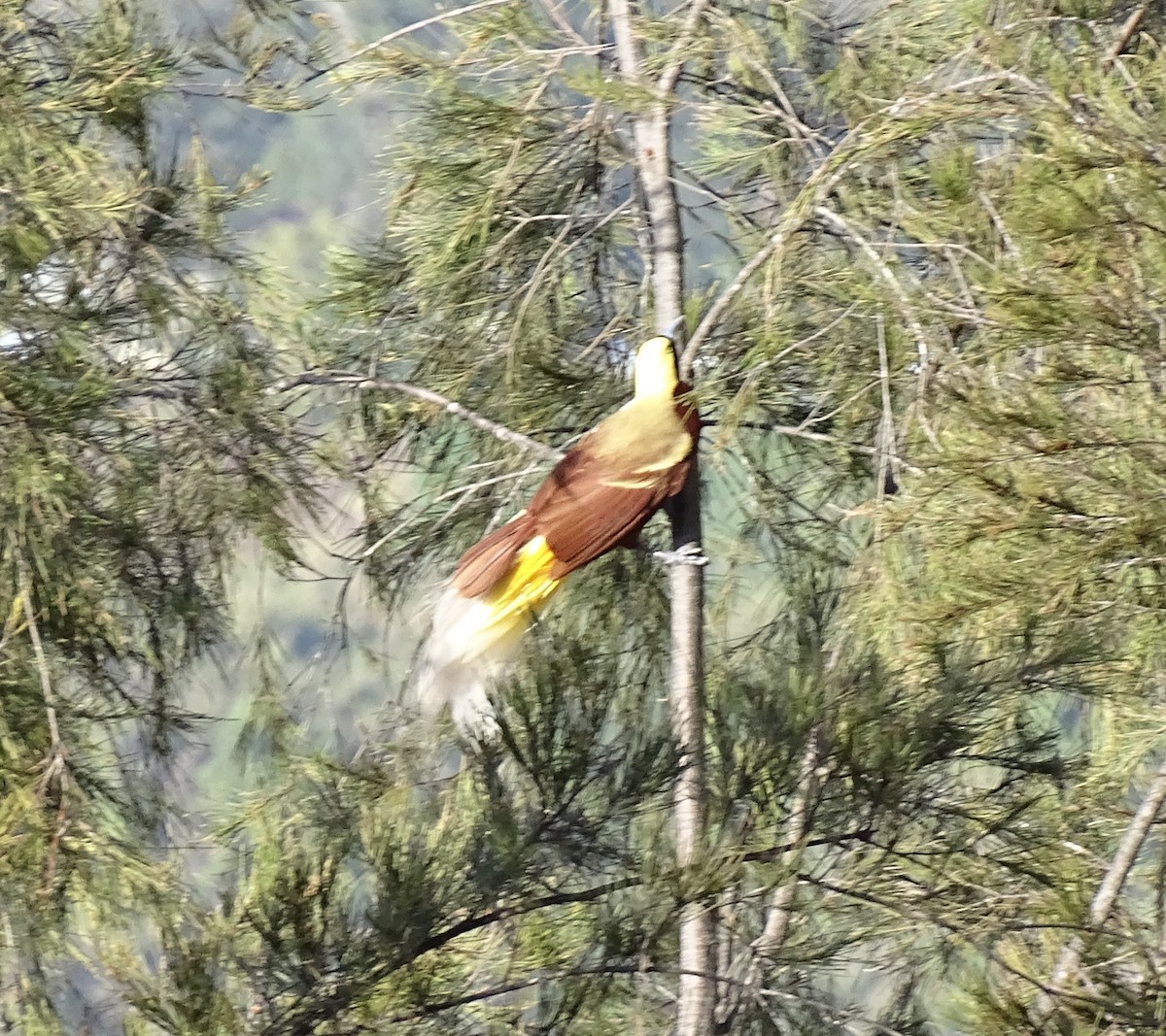Kleinparadiesvogel - ML640362366