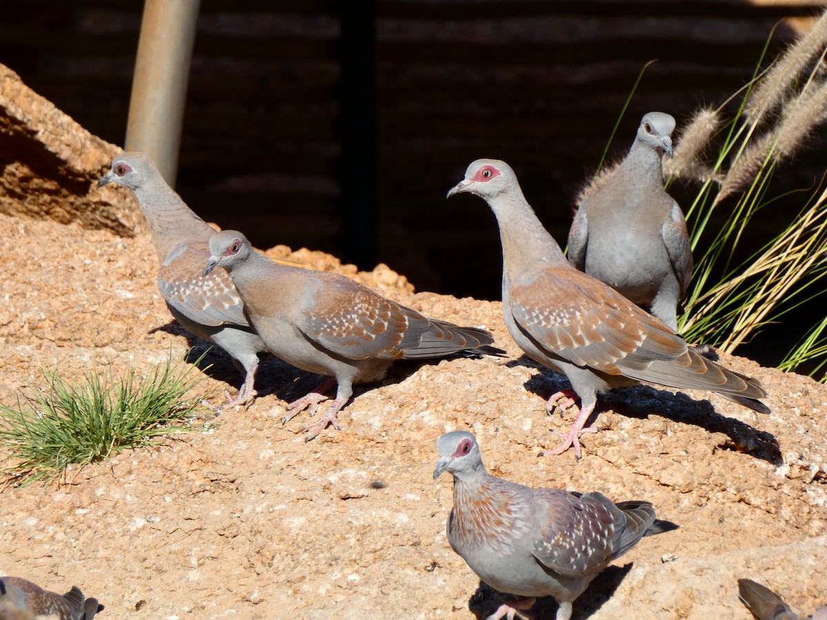 Guineataube - ML640362436