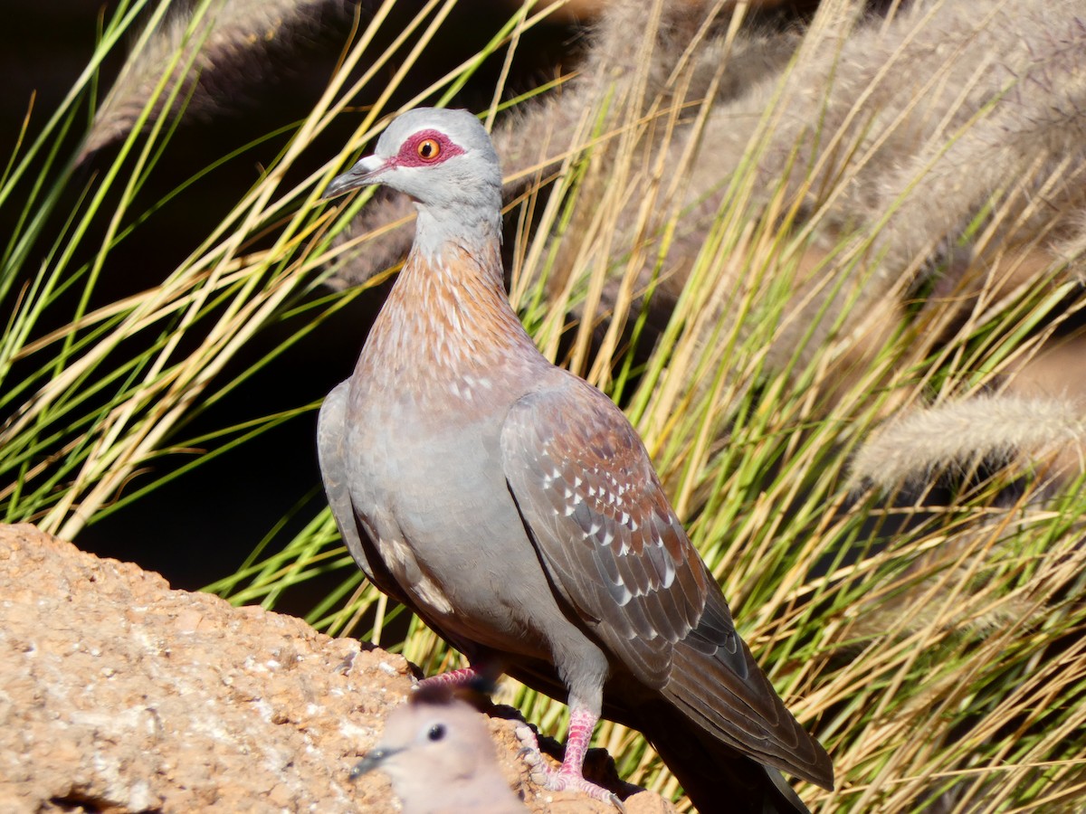 Guineataube - ML640362437