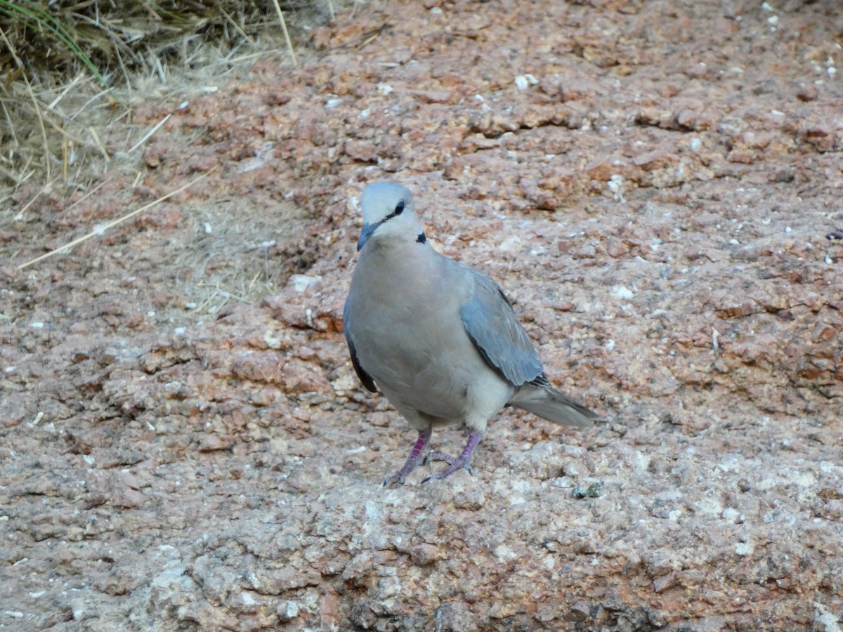 Gurrtaube - ML640362449