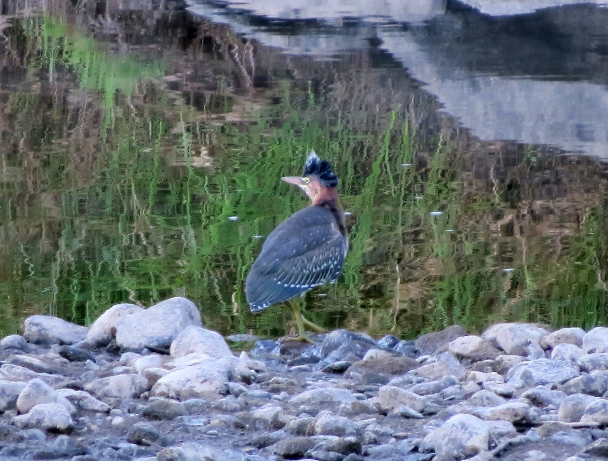 Green Heron - ML640362460