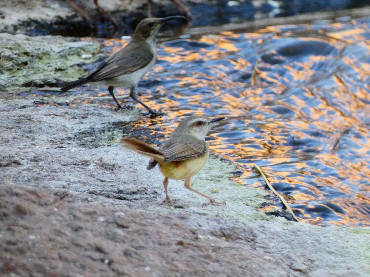 Black-chested Prinia - ML640362500