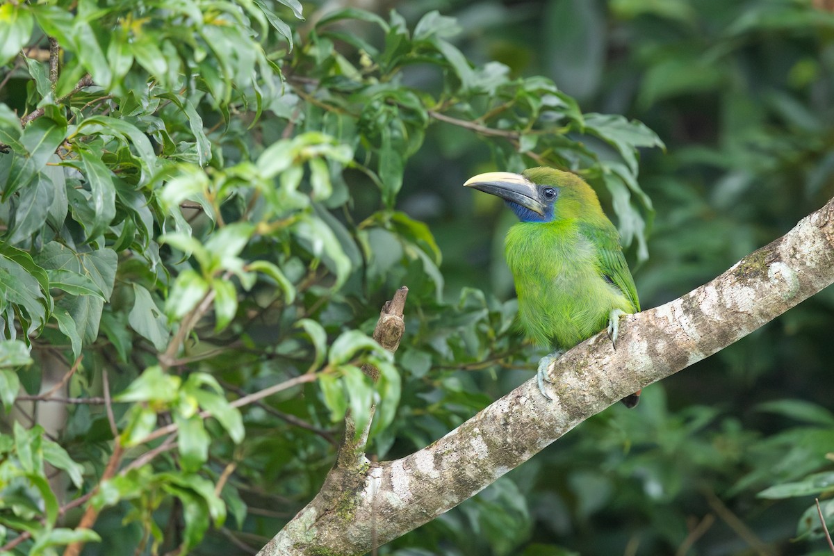 Northern Emerald-Toucanet - ML640362536