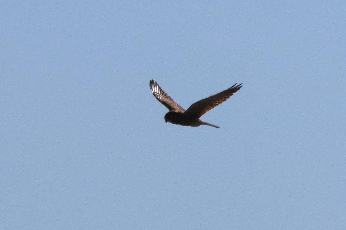 Eurasian Kestrel - ML640362539