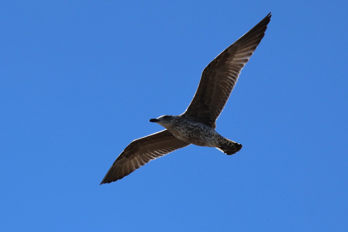 Lesser Black-backed Gull - ML640362544