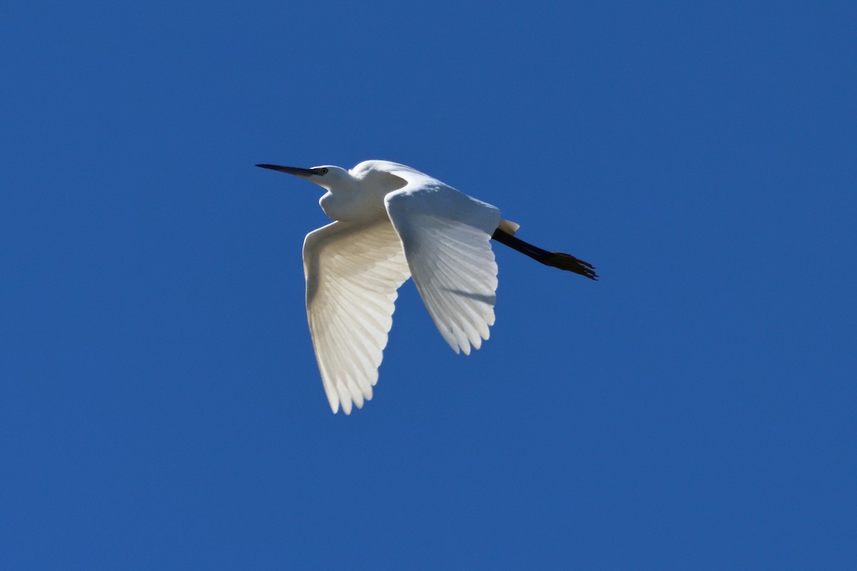 Little Egret - ML640362559