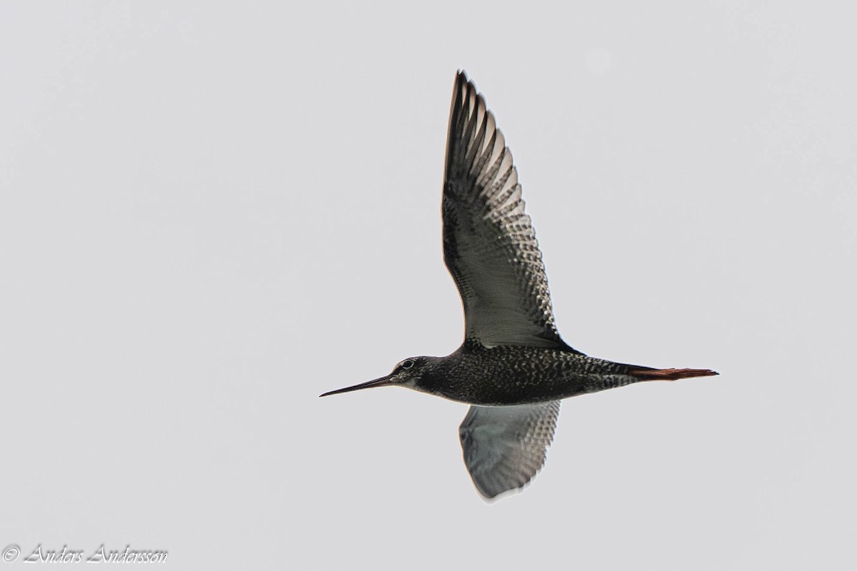 Spotted Redshank - ML640362573