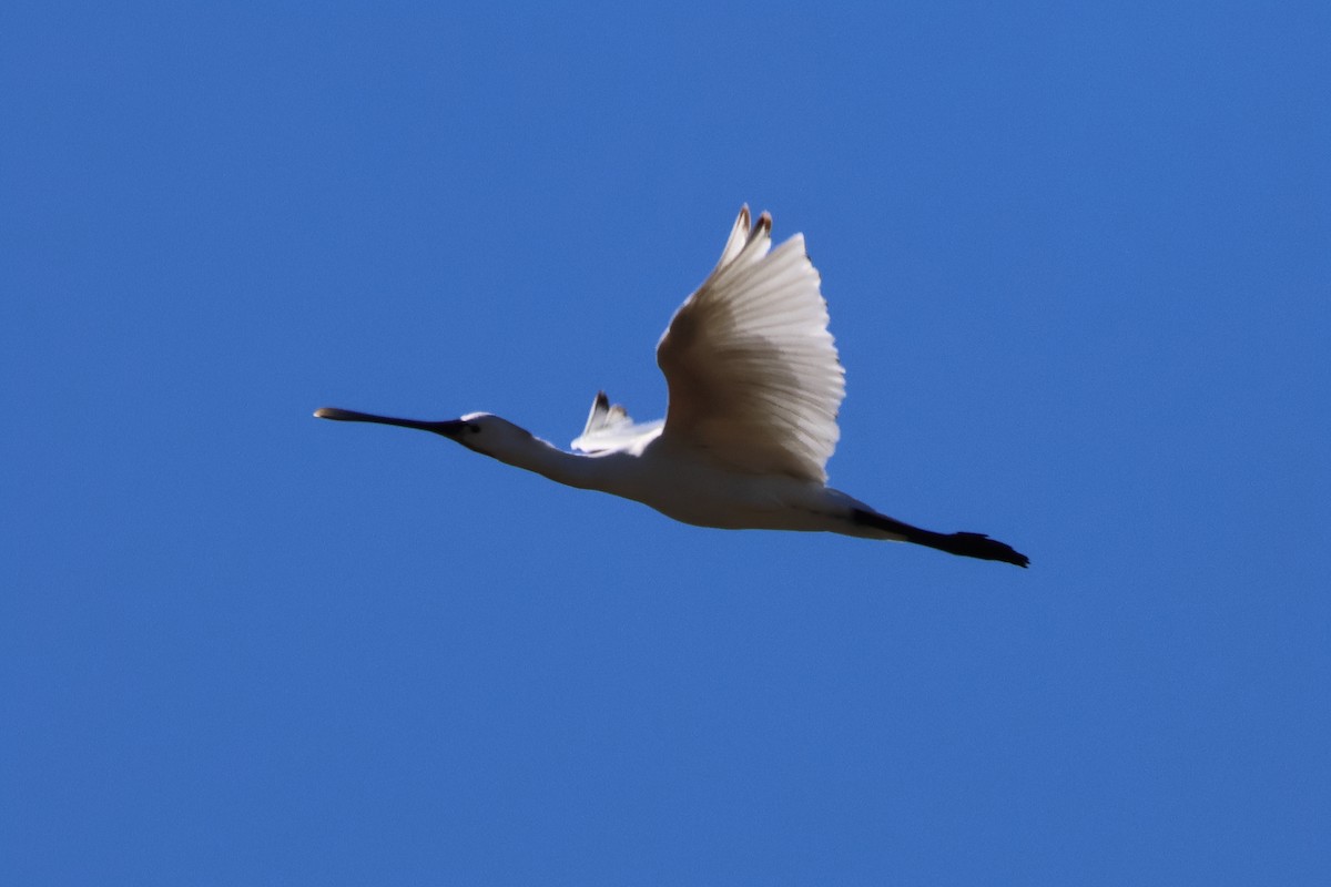 Eurasian Spoonbill - ML640362574