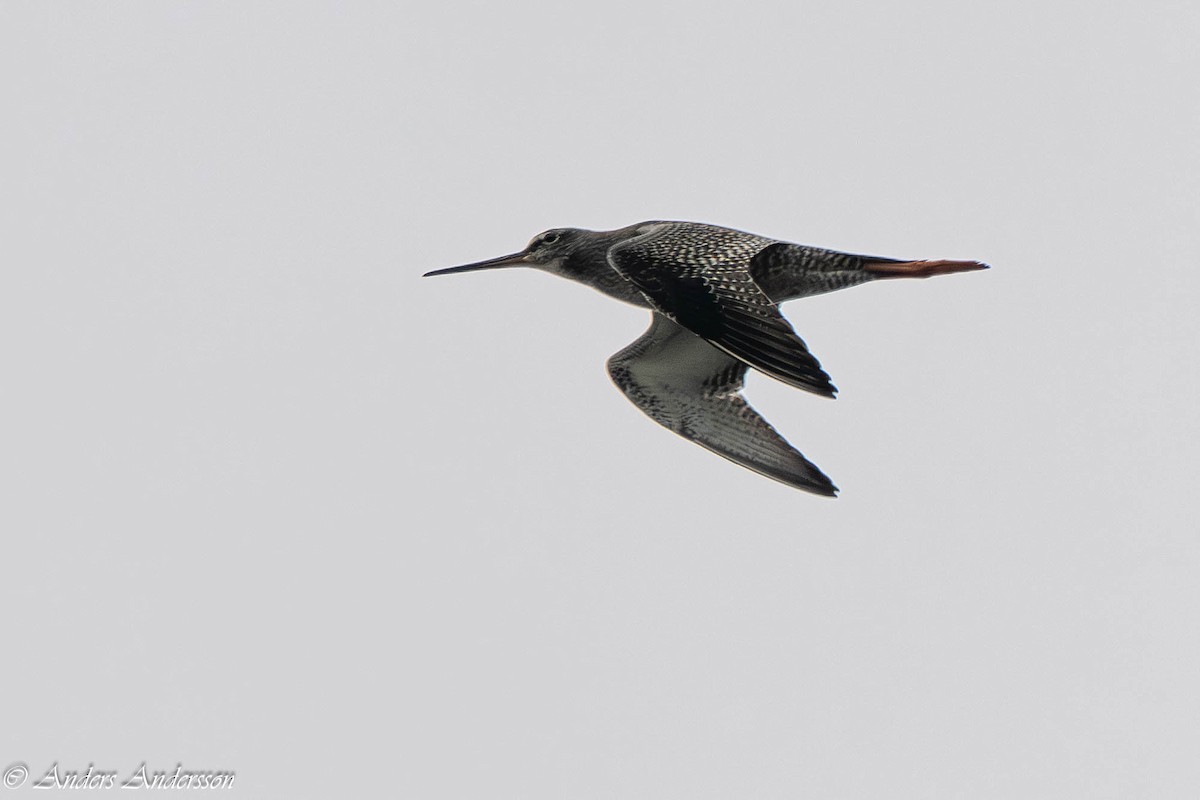 Spotted Redshank - ML640362575