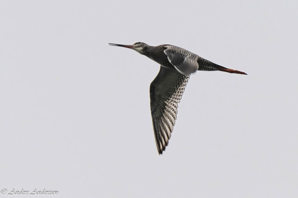 Spotted Redshank - ML640362577