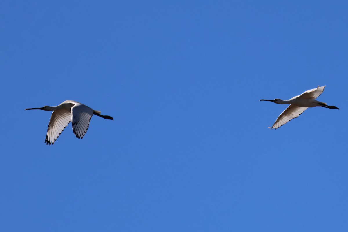 Eurasian Spoonbill - ML640362580
