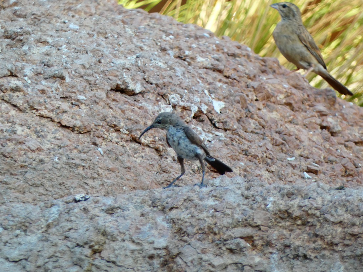 Rußnektarvogel - ML640362595