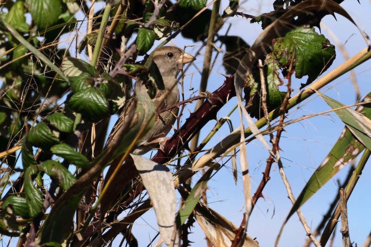 House Sparrow - ML640362601