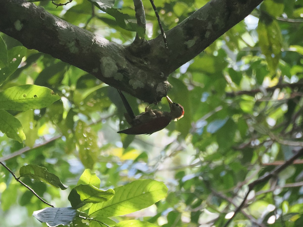 Crimson-winged Woodpecker - ML640362611