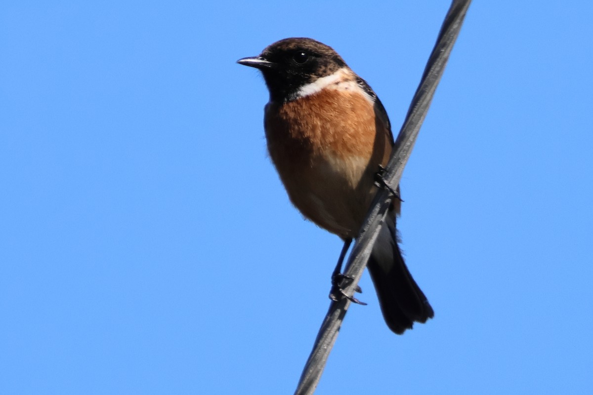 European Stonechat - ML640362626