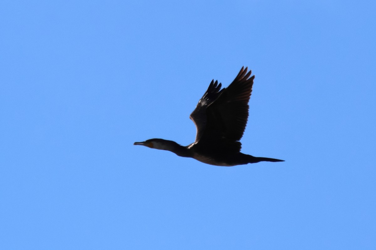 Great Cormorant - ML640362654