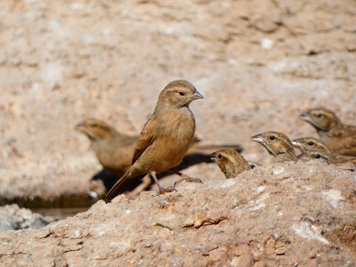 Lark-like Bunting - ML640362666