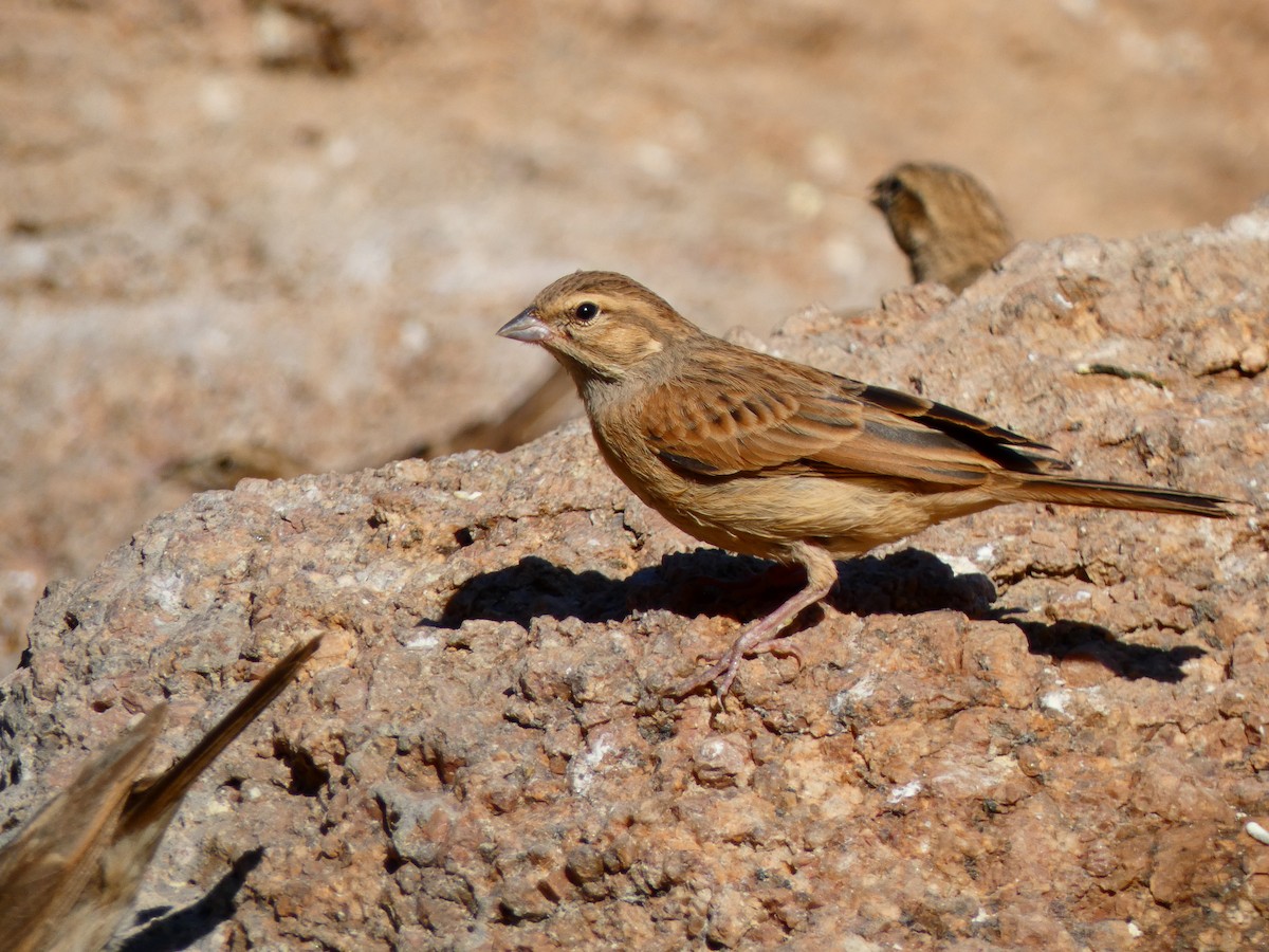 Lark-like Bunting - ML640362667
