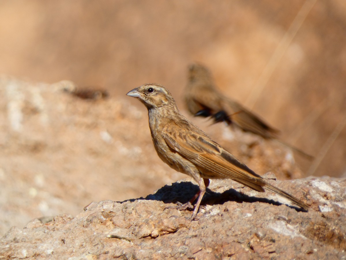 Lark-like Bunting - ML640362668