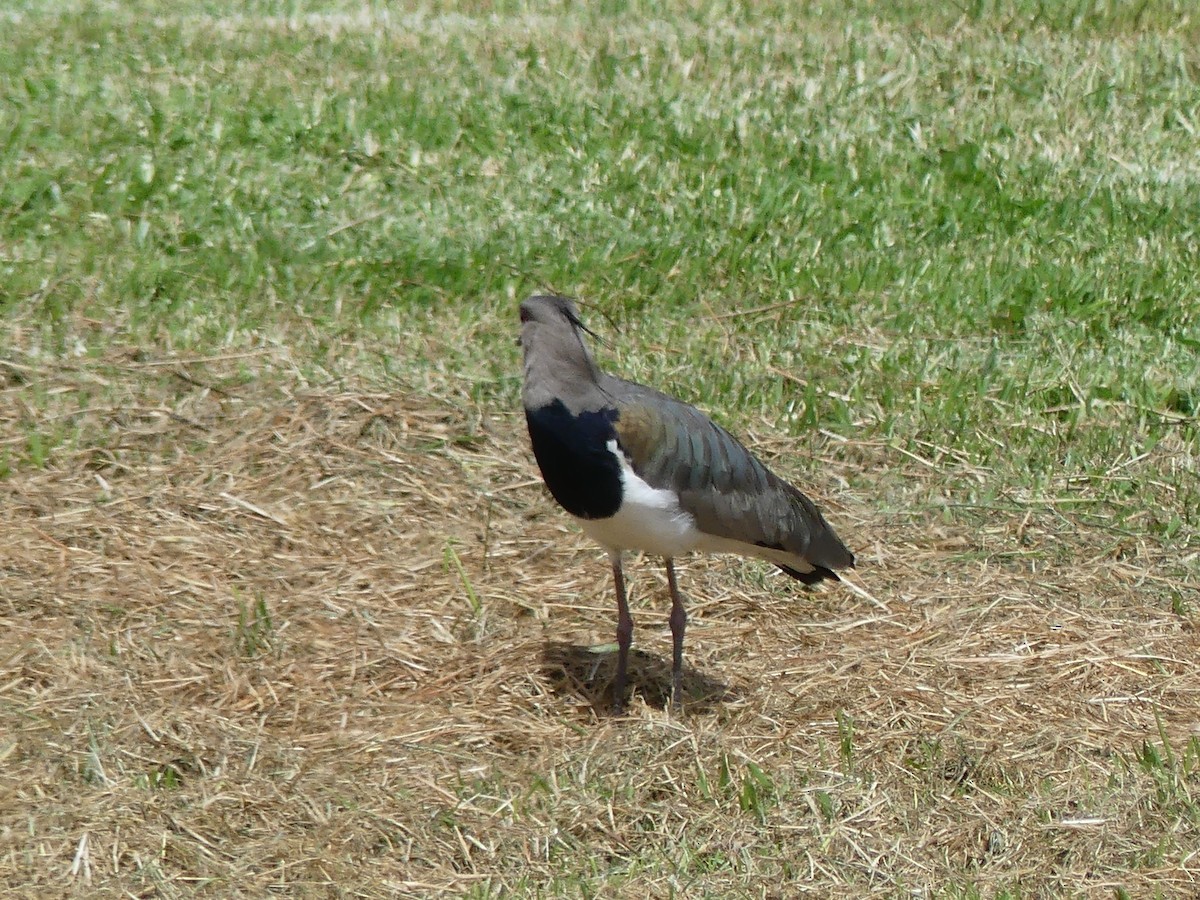 Southern Lapwing - ML640362671