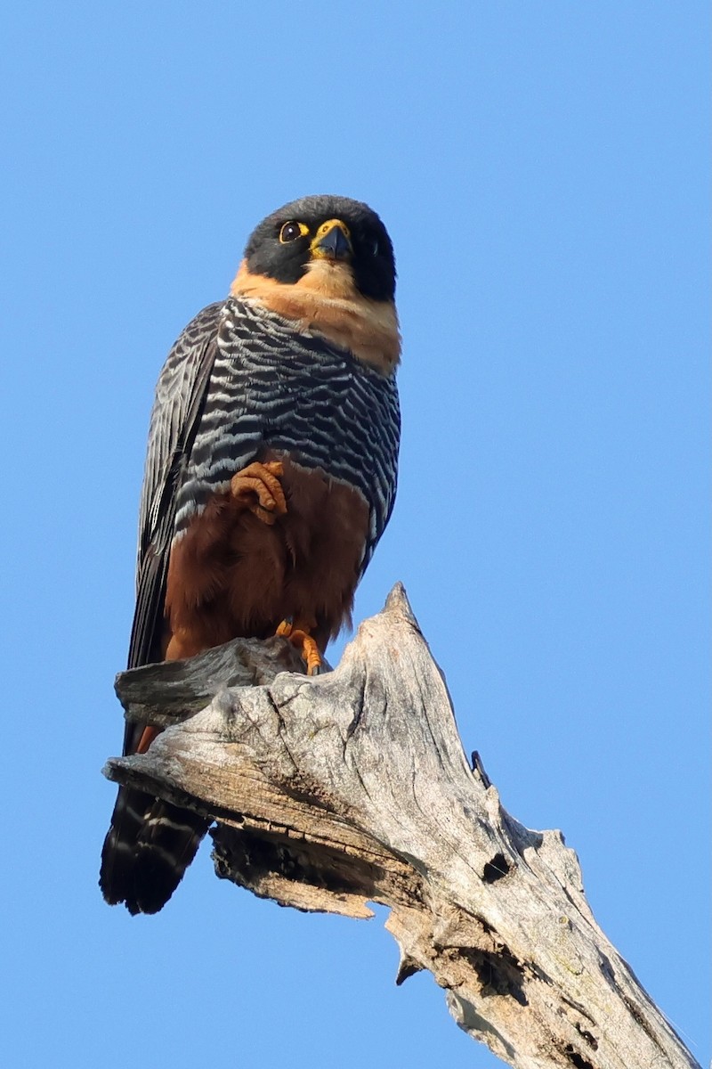 Bat Falcon - ML640362760