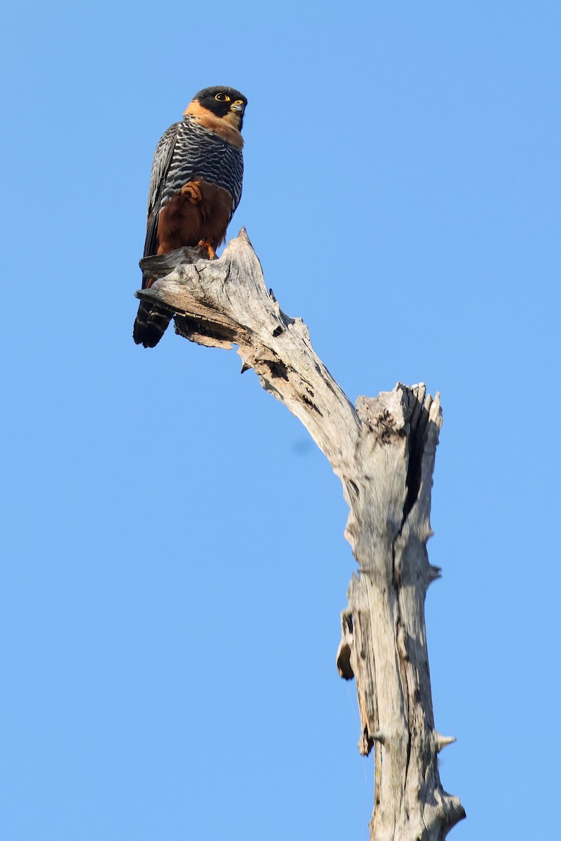 Bat Falcon - ML640362761