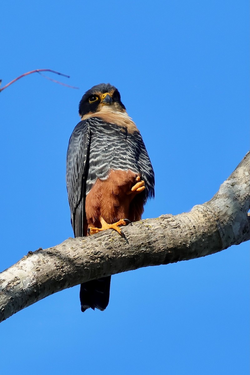 Bat Falcon - ML640362762