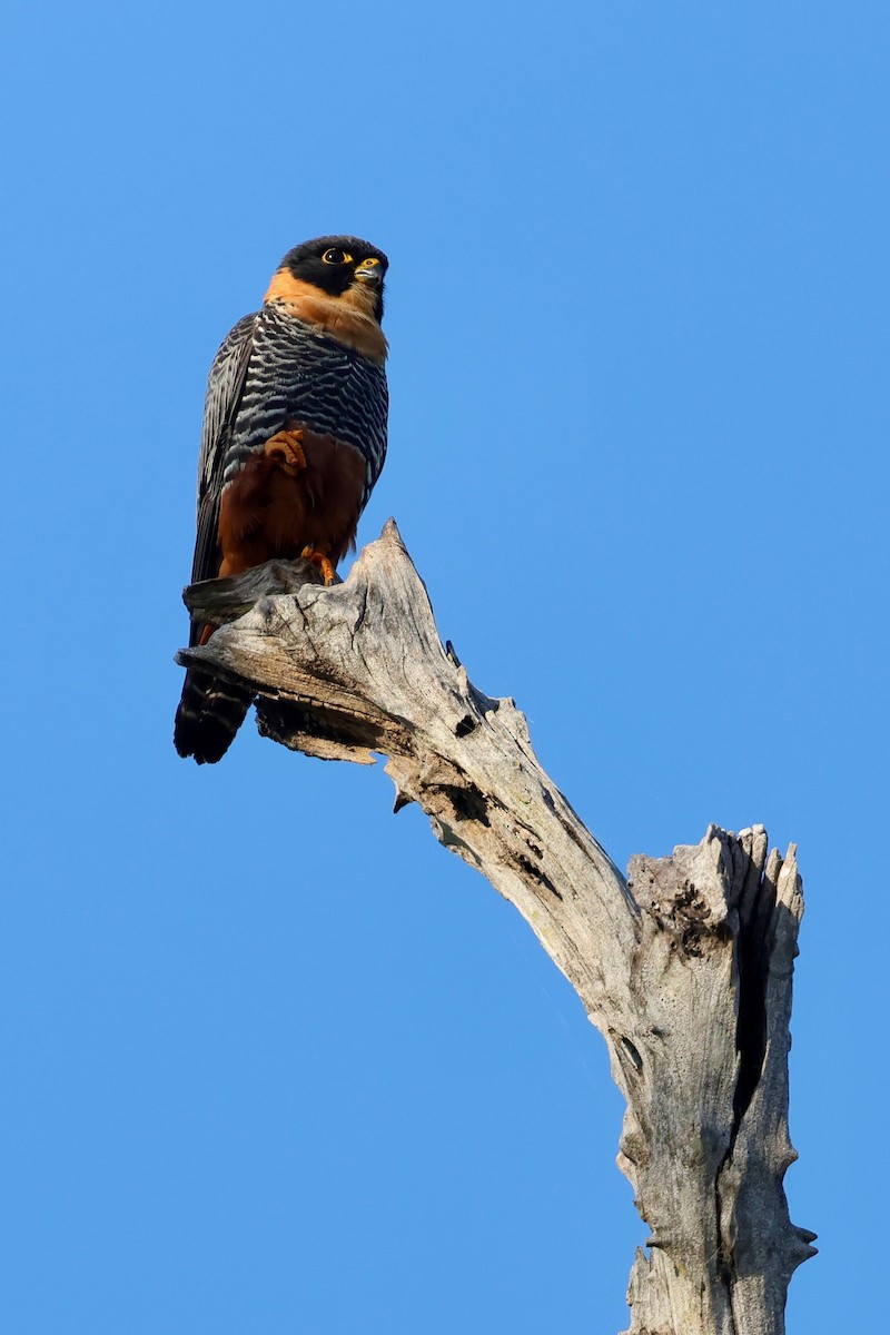 Bat Falcon - ML640362763