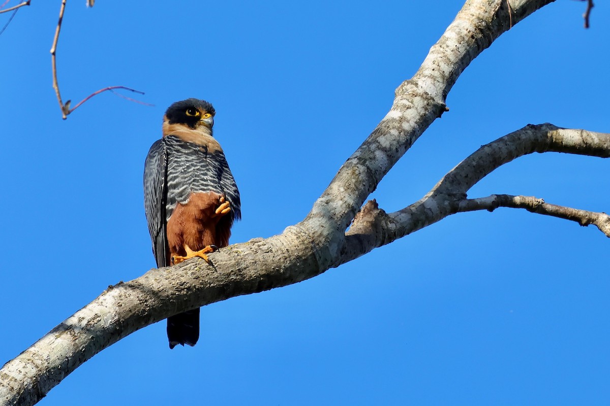 Bat Falcon - ML640362764