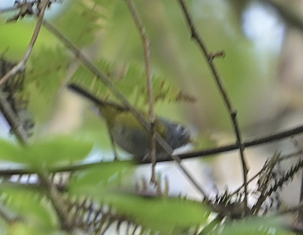 Chestnut-crowned Warbler - ML640362791