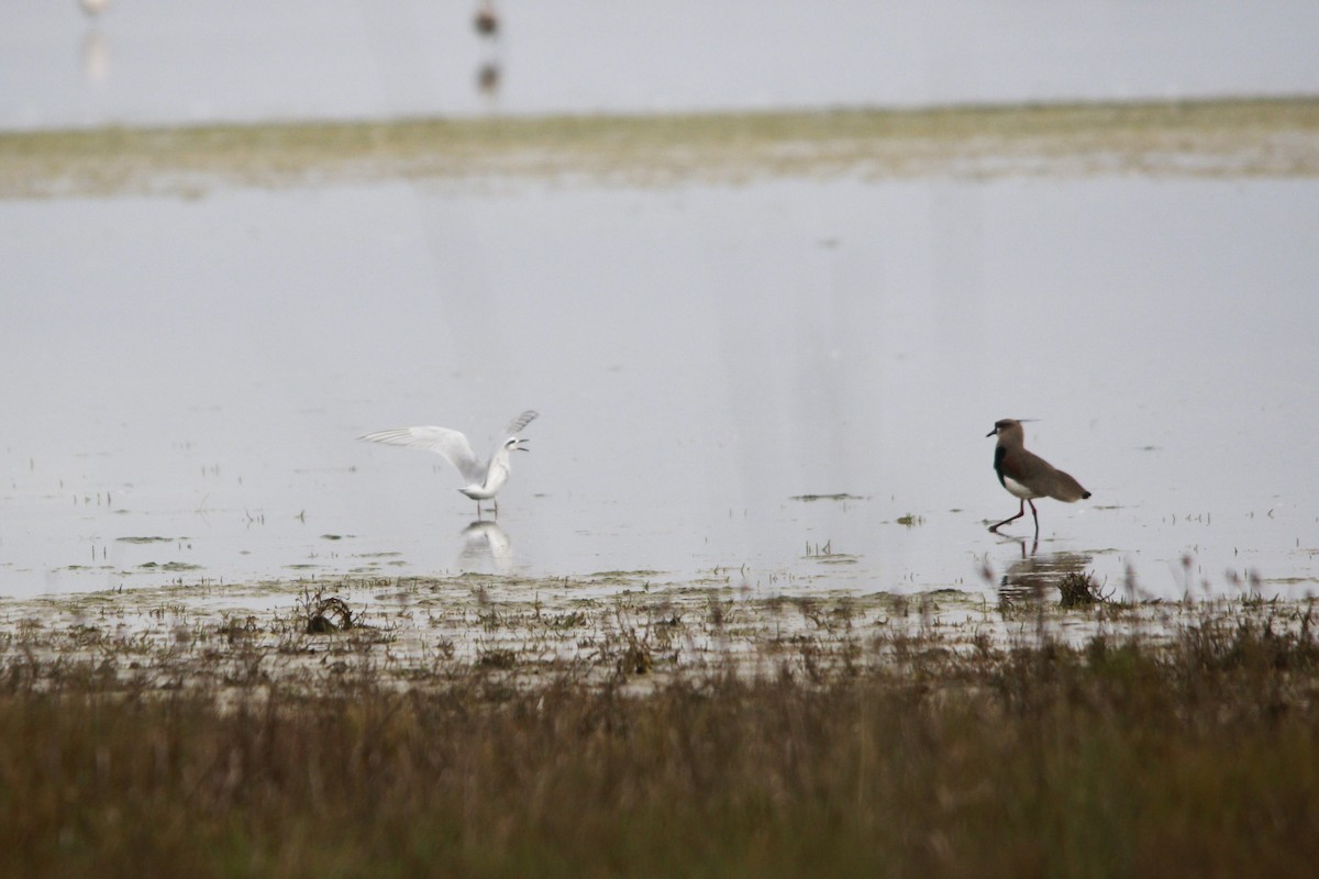 Southern Lapwing - ML640362809